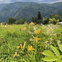 オカトラノオ,クガイソウ,ササユリ,モリアオガエルの卵塊の画像