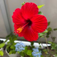 ハイビスカス,咲いた！,花のある暮らし,ありがとう♡,毎年の楽しみの画像