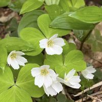 カタバミ,コミヤマカタバミ,コミヤマカタバミ,山野草,今日のお花の画像
