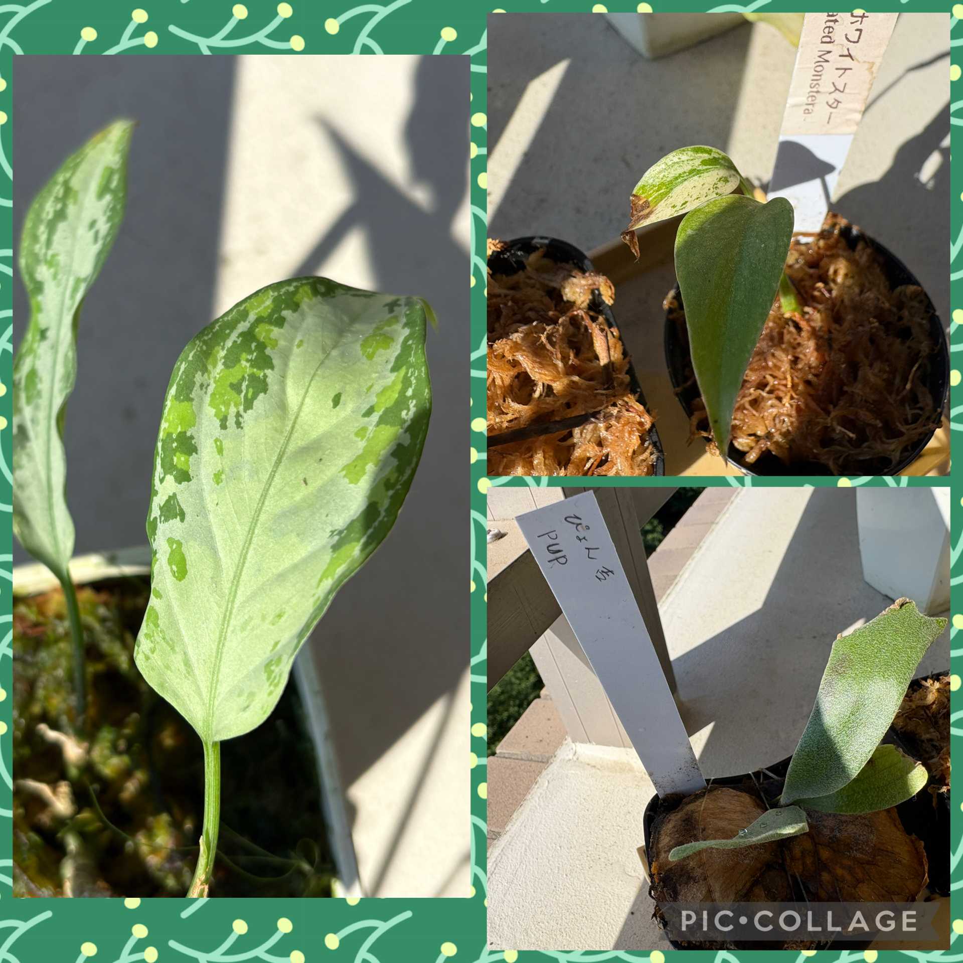 成長点の向き2 ビカクシダの森