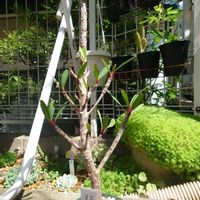 ユーフォルビア・ターディエウアーナ,多肉植物,ユーフォルビア,塊根植物,多肉生活の画像