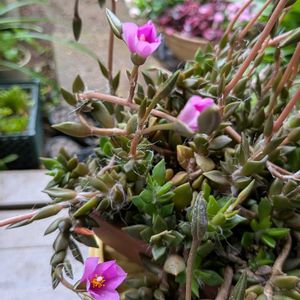 花木,植木鉢,花いろいろ,バラと夢CLUB,おうち園芸の画像