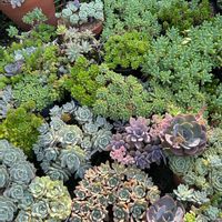 虹の玉,宿根草,フェロロボス,多肉植物いろいろ,ダスティーローズの画像