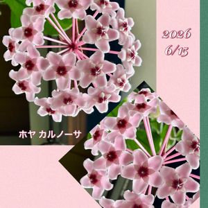 ホヤカルノーサ,バラと夢CLUB,サクラランの甘い香り,窓辺の画像