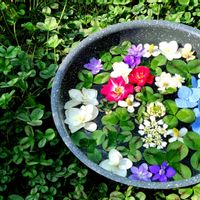 クローバー,よつばのクローバー,花手水*,グリーンのある暮らし,フローティングフラワーの画像