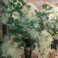 スモークツリー,スモークツリー  ピンクパール,植物のある暮らし,botanical lifeの画像