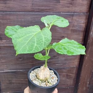 マテレア シクロフィラ,多肉植物,塊根植物,コーデックス,花のある暮らしの画像