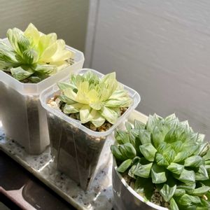 ハオルチア,ハオルチア,多肉植物,観葉植物,ハオルチア属の画像