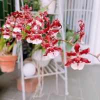 胡蝶蘭,オンシジューム シャリーベイビー,フィロデンドロン・バーキン,ガーデニング,洋ランの画像