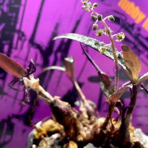 レデボウリア 豹紋,レデボウリア・ソシアリス,開花,球根植物,紫色の画像