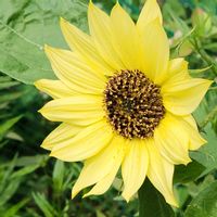 ヒマワリ,ひまわり,我が家の庭,種からの画像