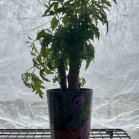 ポリシャス,観葉植物,リビング・ダイニングの画像