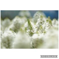 オーニソガラム,オーニソガラム,元気をありがとう٩( ᐛ )و,小さな幸せ♡,暑い！の画像