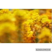 オーニソガラム,元気をありがとう٩( ᐛ )و,ビタミンカラー,小さな幸せ♡,暑い！の画像