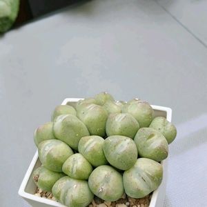 コノフィツム,多肉植物,多肉寄せ植え,多肉大好き,植物はたくましいの画像