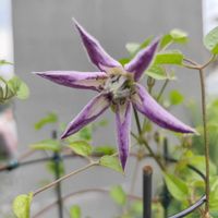 クレマチス,クレマチス　アストラノヴァ,レア植物,初開花,開花記録の画像