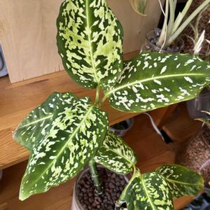 サトイモ科,ディフェンバキア,ディフェンバキア,ディフェンバキア・リフレクター,観葉植物の画像