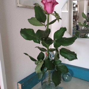 観葉植物,切り花,一輪挿し,花瓶,花束の画像
