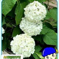 ガーデニング,可愛いお花♡,癒されて❤️,なんて素敵なお花✨,アジサイフェア 2026 フォトコンテストの画像