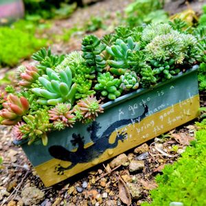多肉植物,大好き,多肉寄せ植え,お気に入り♡,かわいい♡の画像