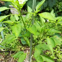 ピーマン,無肥料,自然栽培,自然農法,家庭菜園の画像
