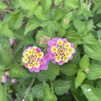 ランタナ,開花,ピンクの花,犬とお散歩,緑が好きの画像