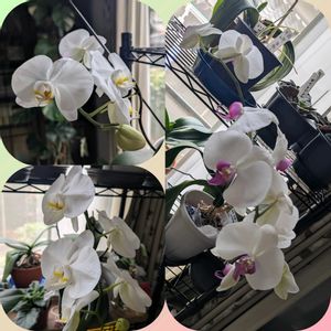ミニトマト,胡蝶蘭,ホウセンカ（鳳仙花）,花のある暮らし,リビング窓辺の画像