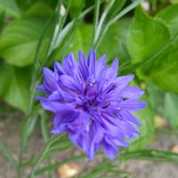 ヤグルマギク,紫陽花,ヘリクリサム,スーパーべナ アイストゥインクル,花壇の画像