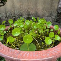 ウォーターマッシュルーム,ハンゲショウ,半夏生,ヒナギキョウ,はす（蓮)の画像