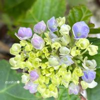 紫陽花 マジカル レボリューション,ガーデニング,紫陽花 アジサイ あじさい,花のある暮らし,白山神社の画像