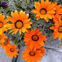 ガザニア,ノースポール,ガーデニング,ばら バラ 薔薇の画像