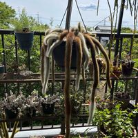 ヒルデウィンテラ・カラデモノニス,植え替えの画像