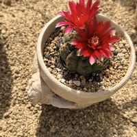 花が咲いた,植中毒,NO GREEN  NO LIFE,植物大好き,庭の画像
