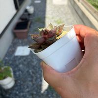 大和錦,多肉植物,病気の画像