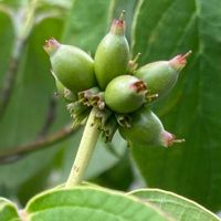 ハナミズキ,実がなる,植物のある暮らし,植物の生命力,庭の画像