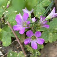 タイム,ボッグセージ,ムラサキカタバミ,ガウラ(白蝶草),タイマツバナ（松明花）の画像