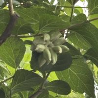 エゴノキ,虫こぶの画像