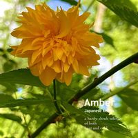 ヤマブキ,落葉低木,花のある暮らし,緑のある暮らし,バラ科の画像