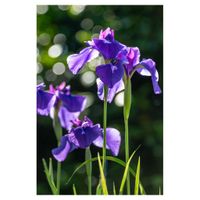 カキツバタ,アヤメ科,紫色の花,庭の画像