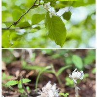 ギンリョウソウ,レンゲツツジ,サラサドウダン,クルマバソウ,ササバギンランの画像