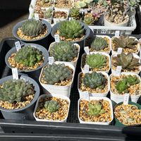 ハオルチア,植え替え,メルカリ多肉,北海道,多肉成長記録の画像