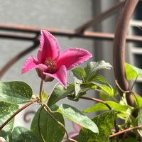 クレマチス,ルリマツリ,クレマチス プリンセスダイアナ,カタバミ,カタバミの画像
