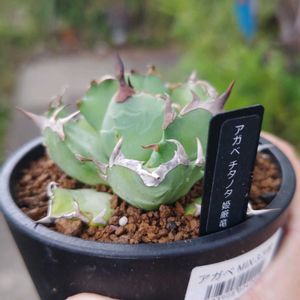 アガベ,アガベ チタノタ,アガベ　チタノタ　姫厳竜,多肉植物,観葉植物の画像