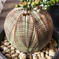 オベサ,ユーフォルビアの画像