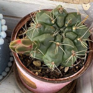 緋花玉,ギムノカリキウム　緋花玉,うつくしま福島,がんばろう福島,玄関アプローチの画像