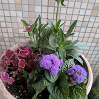 寄せ植え,可愛い,緑のある暮らし,植物大好き,ベランダ園芸の画像