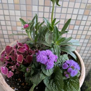 寄せ植え,可愛い,緑のある暮らし,植物大好き,ベランダ園芸の画像