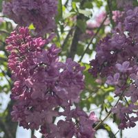 ライラック,街路樹,紫色の花,街路樹の花,愛しの紫の画像