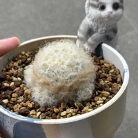 サボテン,白星,白星,パキポディウム,パキポディウムの画像