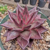 エケベリア,多肉植物,多肉の寄植え,エケ,ロメオ ルビンの画像